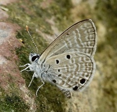 Azanus ubaldus