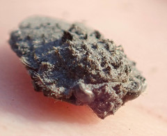 Nerthra grandicollis