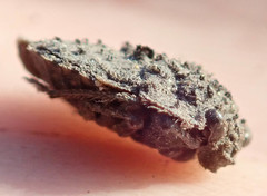 Nerthra grandicollis