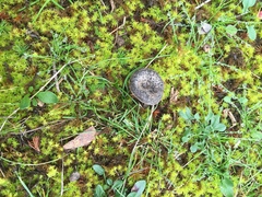 Entoloma percrinitum