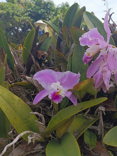 Foto de Cattleya mendelii