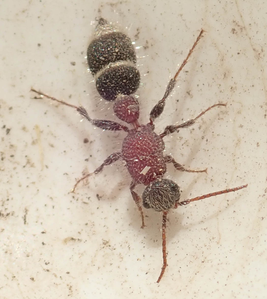 Bradynobaenidae