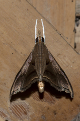 Clupeosoma