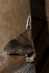 Clupeosoma