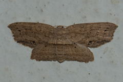 Phalacra