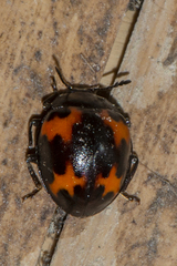 Beccariola brevicornis