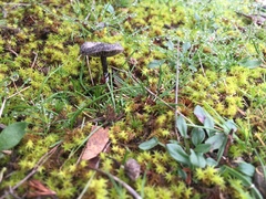 Entoloma percrinitum