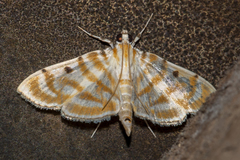 Notarcha