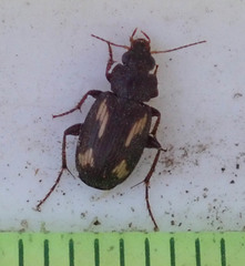 Tetragonoderus