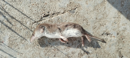Lesser White-toothed Shrew, Шереметьевка, Респ. Татарстан, Россия, 423560, photo 9 of 10