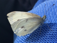 Pieris rapae
