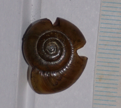 Mesomphix inornatus