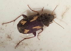 Tetragonoderus