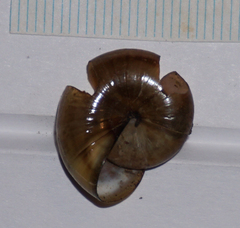 Mesomphix inornatus