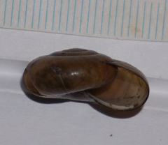 Mesomphix inornatus