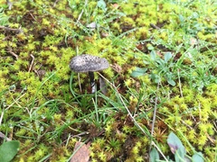 Entoloma percrinitum