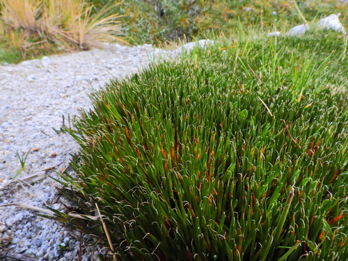 Distichia filamentosa (Distichia filamentosa)