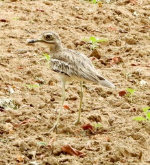 Burhinus indicus