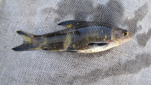 Chinese Lake Gudgeon