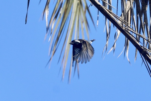 Southern White-eared Barbet