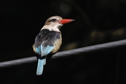 Brown-hooded Kingfisher