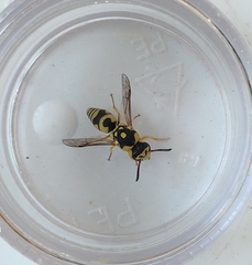 Euodynerus disconotatus