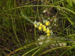 Aspalathus caledonensis