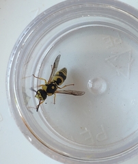 Euodynerus disconotatus