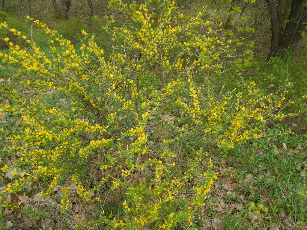 Ruthenian broom from Железнодорожный р-н, Ульяновск, Ульяновская обл ...