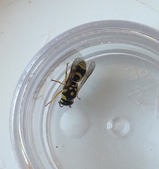 Euodynerus disconotatus