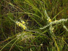 Aspalathus caledonensis