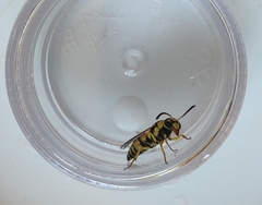 Euodynerus disconotatus