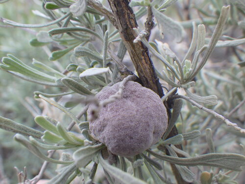 Unknown species found near Avimor, ID 83714, USA - Whistle Pig Trail