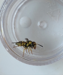 Euodynerus disconotatus