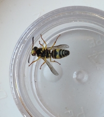 Euodynerus disconotatus