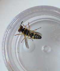 Euodynerus disconotatus