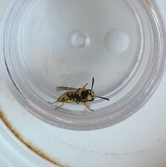 Euodynerus disconotatus