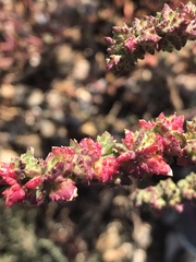 Atriplex glabriuscula