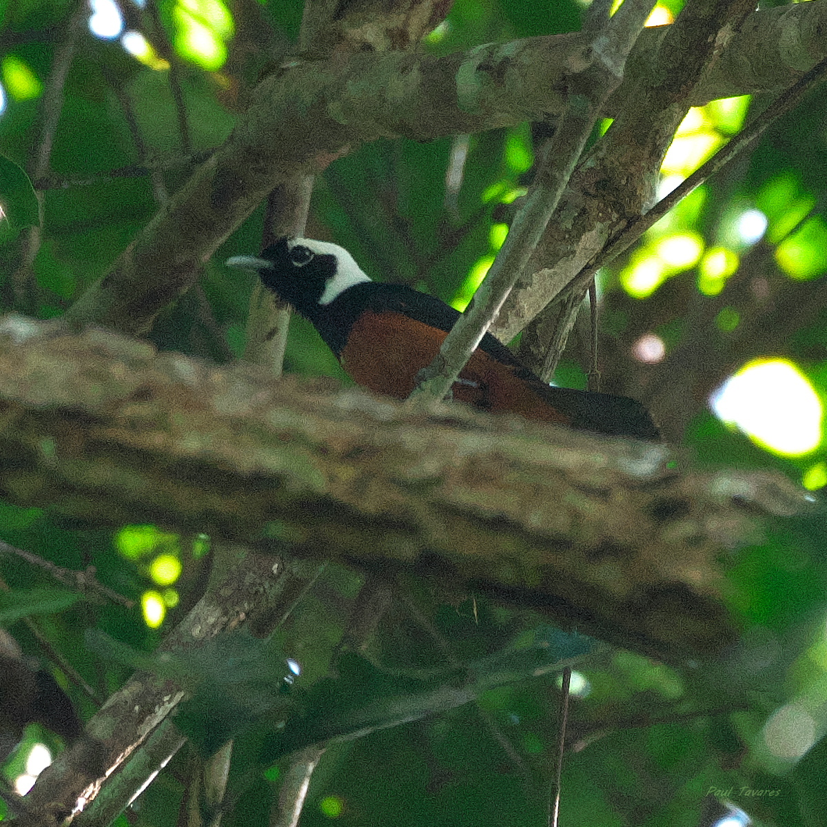 White-capped Monarch (Monarcha richardsii), photo 1