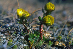 Ranunculus nivalis