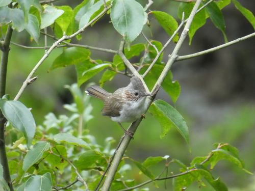 Indochinese Yuhina (Staphida torqueola), photo 8