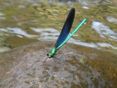 Matrona basilaris