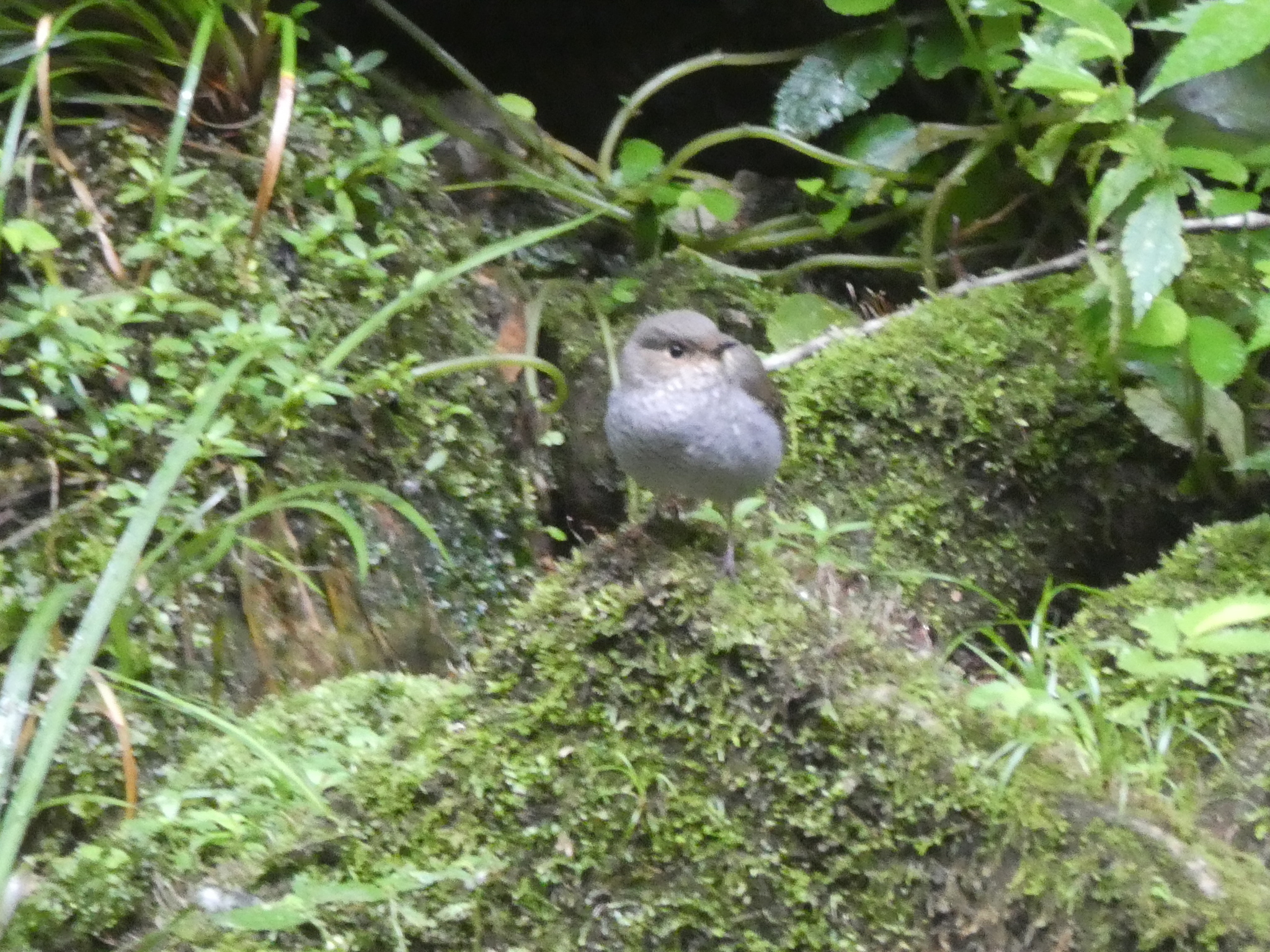 Plumbeous Water Redstart