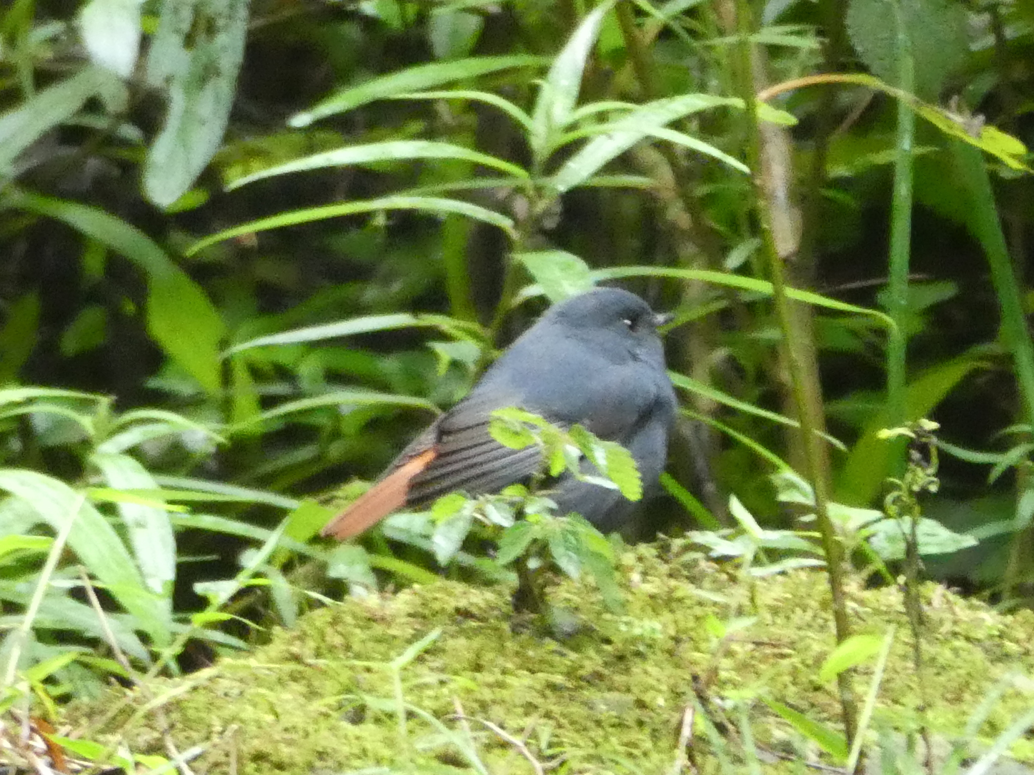 Plumbeous Water Redstart