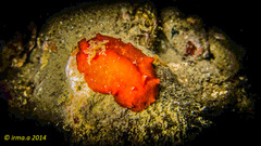 Platydoris sanguinea