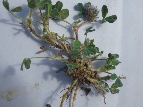 Image of Trifolium cherleri by (c) Pere Barnola, some rights reserved (CC BY-SA)
