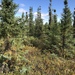 Black Spruce - Photo (c) daniel_benoit, some rights reserved (CC BY-NC)