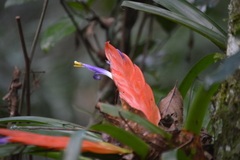 Tillandsia multicaulis