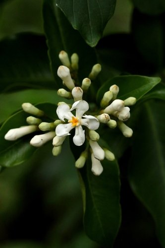 Image of Mountain Orange (Melodinus suaveolens) by no rights reserved