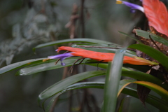 Tillandsia multicaulis